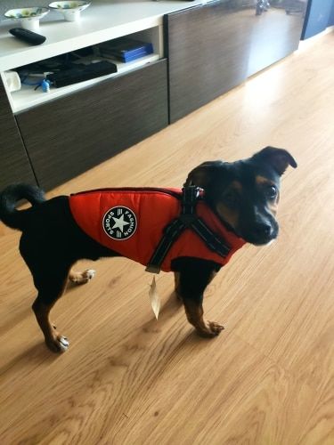 Customer photo from FurryPet™