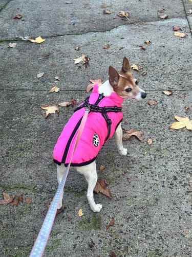 Customer photo from FurryPet™
